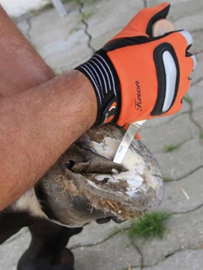 Kerbl Renet Sol Profi