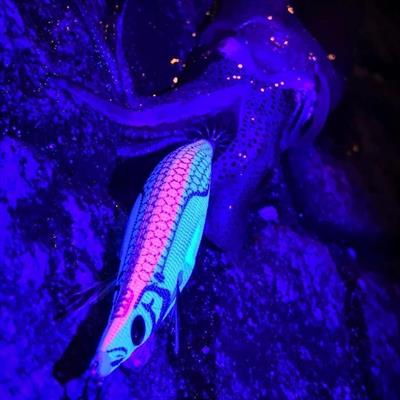 DTD White Killer Bukva 2.5 Ultimate Squid Jig 70 mm 9.9 gr Kalamar Zokası