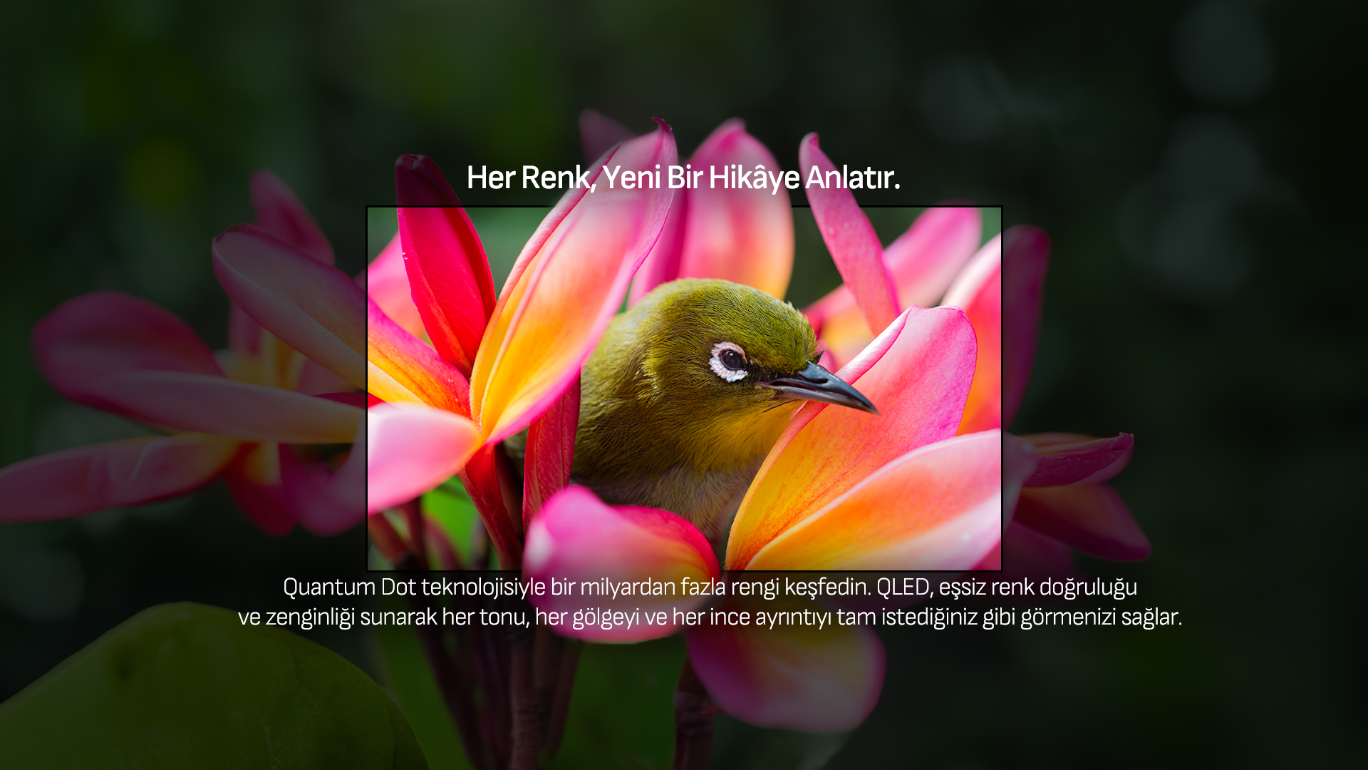 Arçelik QLED Teknolojisi