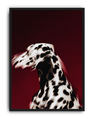Red Dalmatian Modern Duvar Tablosu – Kırmızı Dalmaçyalı Köpek Poster