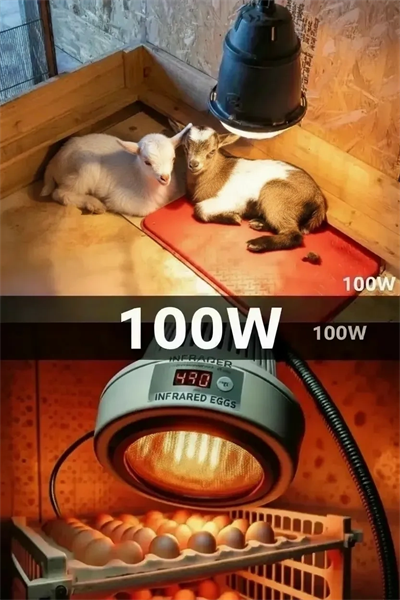 100W Kızılötesi (infrared) Isıtıcılı Hayvan Isıtma ve Kuluçka Lambası (Kırmızı Işık) E27 (Kalın Duy)