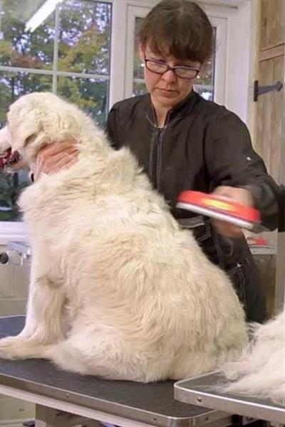 23 KG Üzeri Uzun Tüylü Köpekler İçin Tüy Toplayıcı Ergonomik Tarak (3936)