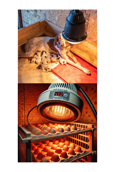 250W Kızılötesi (infrared) Isıtıcılı Hayvan Isıtma ve Kuluçka Lambası (Kırmızı Işık) E27 (Kalın Duy)