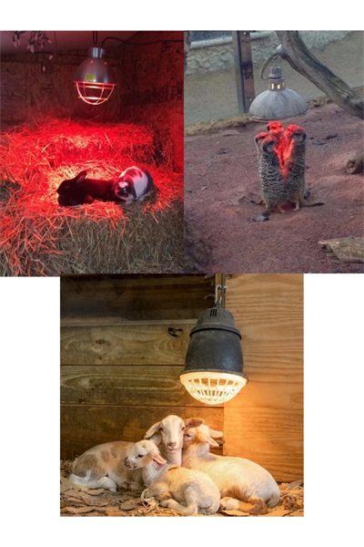250W Kızılötesi (infrared) Isıtıcılı Hayvan Isıtma ve Kuluçka Lambası (Kırmızı Işık) E27 (Kalın Duy)