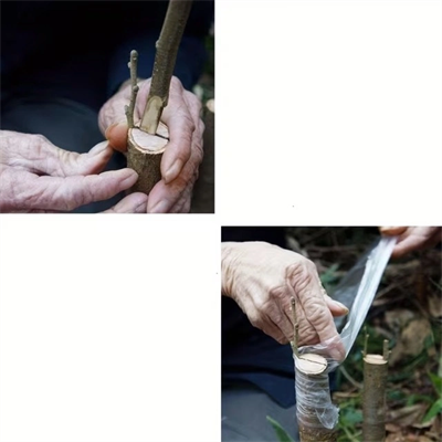 5 Cm Aşı Streçi 200 Metre - Profesyonel Fidan Ve Ağaç Aşı Bandı (yüksek Esnek)