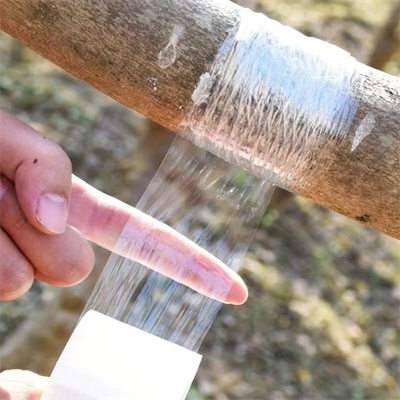 5 Cm Aşı Streçi 200 Metre - Profesyonel Fidan Ve Ağaç Aşı Bandı (yüksek Esnek)