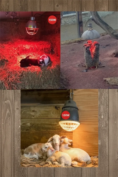 (6 Adet) 150W Kızılötesi Isıtıcılı Hayvan Isıtma ve Kuluçka Lambası (Kırmızı Işık) E27 (Kalın Duy)