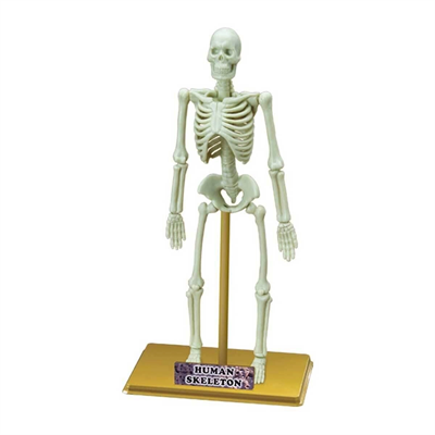 Bilim Seti : İnsan İskeleti - S00028206
