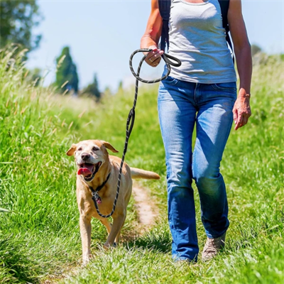 Evcil Hayvan Fitil Gezdirme Tasması 8 mm x 120 cm