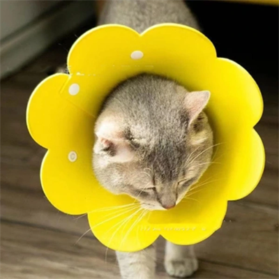 Evcil Hayvan L Boy Keçe Elizabeth Yakalığı