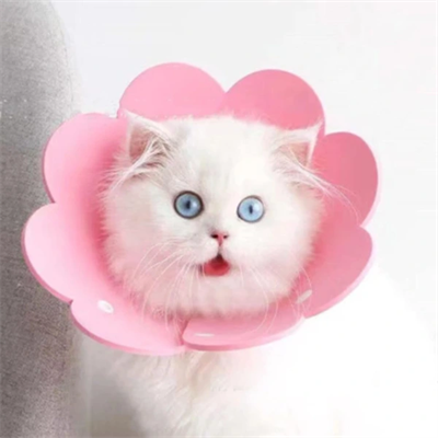 Evcil Hayvan L Boy Keçe Elizabeth Yakalığı