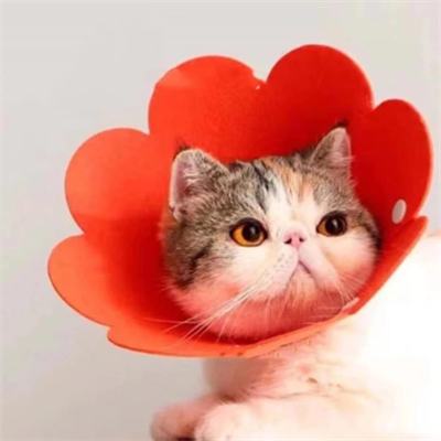 Evcil Hayvan L Boy Keçe Elizabeth Yakalığı