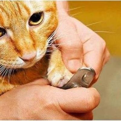 Evcil Hayvan Tırnak Makası Ve Törpü Seti Manikür Pedikür Pati Bakım Aleti Kaymaz Sap (3936)