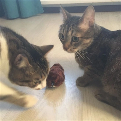 Kurmalı Kedi Eğitim Oyuncağı Tüylü Peluş Fare Yakalama İnteraktif Sevimli Eğlenceli Oyuncak Bx40