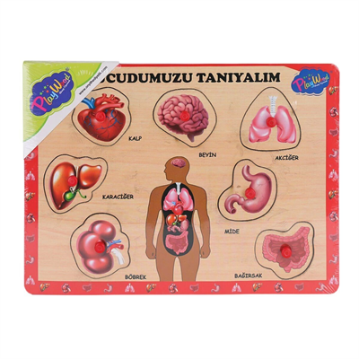 ONY-287 288 Ahşap Tutmalı Vücumuzu Tanıyalım -Onyıl Oyuncak