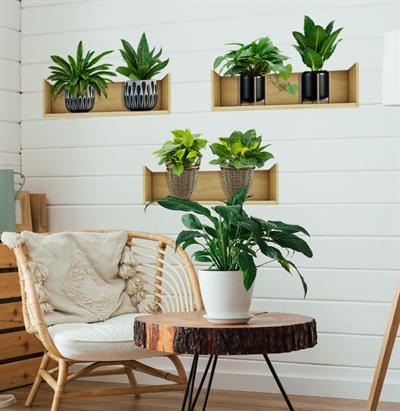 Raflı Bitki Tasarımlı Yapışkanlı Sticker 20*30 cm 3lü Set (3936)