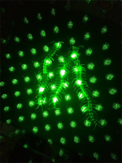 Şaka Yılan Ve Kırkayak Karışık 36 Adet