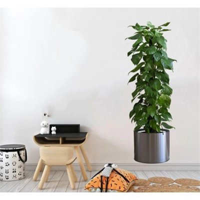 Saksılı Bitki Tasarımlı Yapışkanlı Sticker Resim 90*30 Cm Bx40
