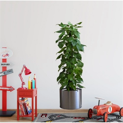 Saksılı Bitki Tasarımlı Yapışkanlı Sticker Resim 90*30 Cm Bx40