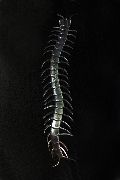 Şeffaf Renk Karanlıkta Parlayan Fosforlu Kırkayak 13 cm 1 Adet (3936)