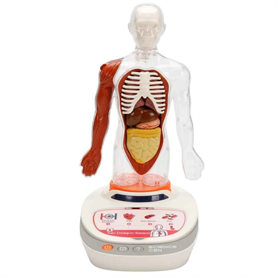 Sesli İnsan Vücudu Modeli Bilim Seti