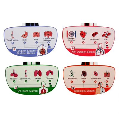 Sesli İnsan Vücudu Modeli Bilim Seti