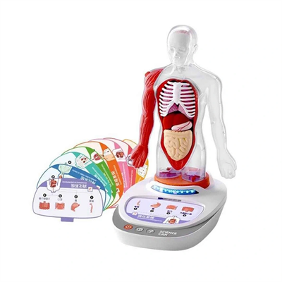 Sesli İnsan Vücudu Modeli Bilim Seti