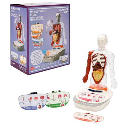 Sesli İnsan Vücudu Modeli Bilim Seti