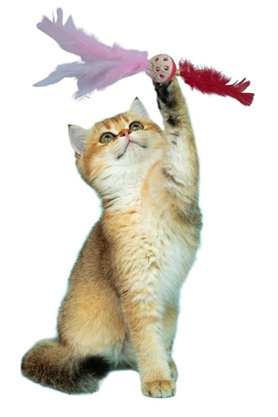 Tüylü Püsküllü kedi Oyuncağı dikkat Çekici Renkli Sevimli Evcil Hayvan Oyuncağı Bx40