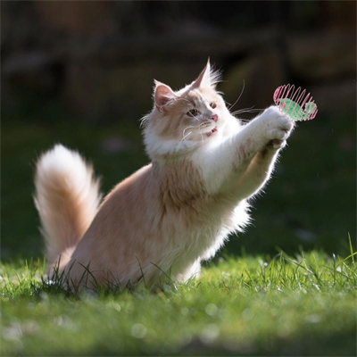 Yaylı Metal Fareli Kafes Kedi Oyun Topu Sıçrayan Spiral Kedi Topu Bx40