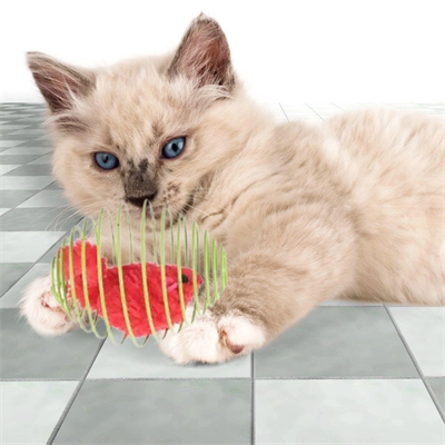 Yaylı Metal Fareli Kafes Kedi Oyun Topu Sıçrayan Spiral Kedi Topu Bx40