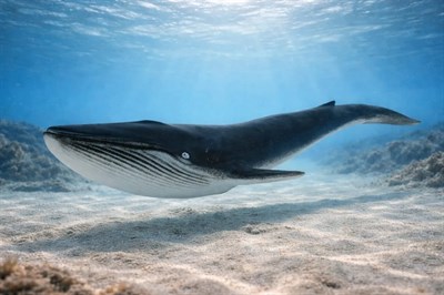 Deniz Hayvanları Serisi - Balina 29 cm