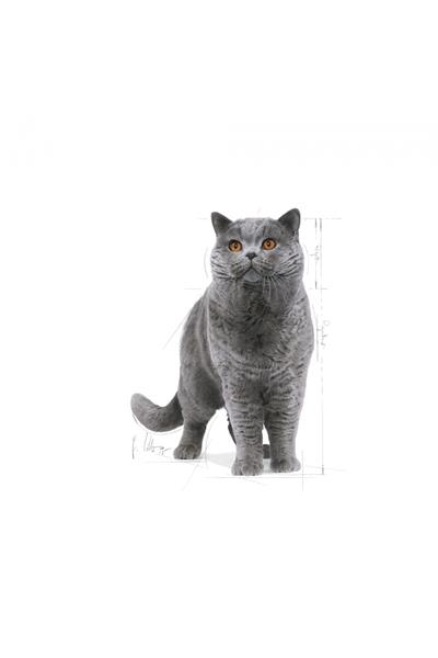 British Shorthair Için Kuru Kedi Maması 4kg