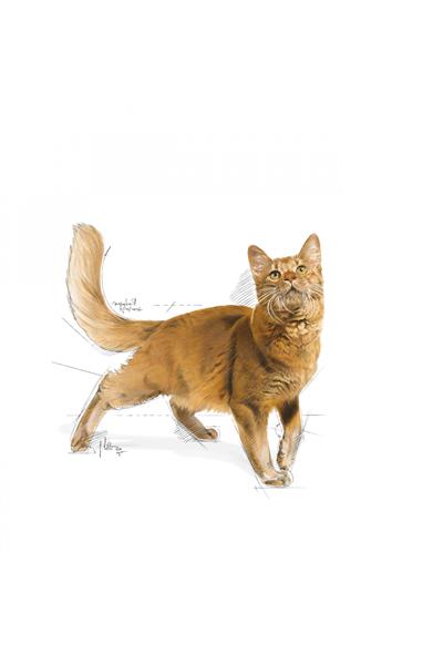 Fit32 Yetişkin Kuru Kedi Maması 400g