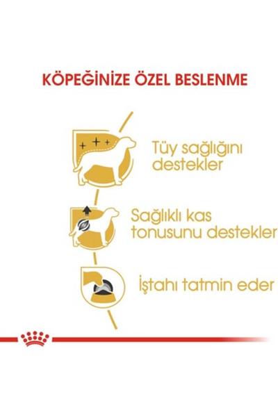 Poodle Yetişkin Köpek Konservesi 85 gr
