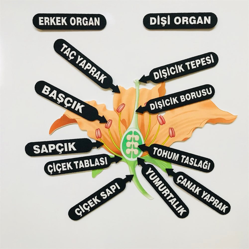 ÇİÇEĞİN KISIMLARI