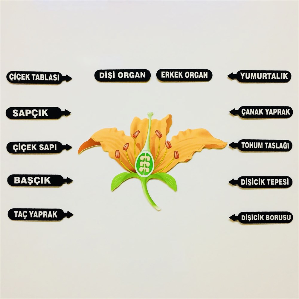 ÇİÇEĞİN KISIMLARI