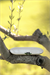 Zeytinli Uzun Sunumluk 21,5cm