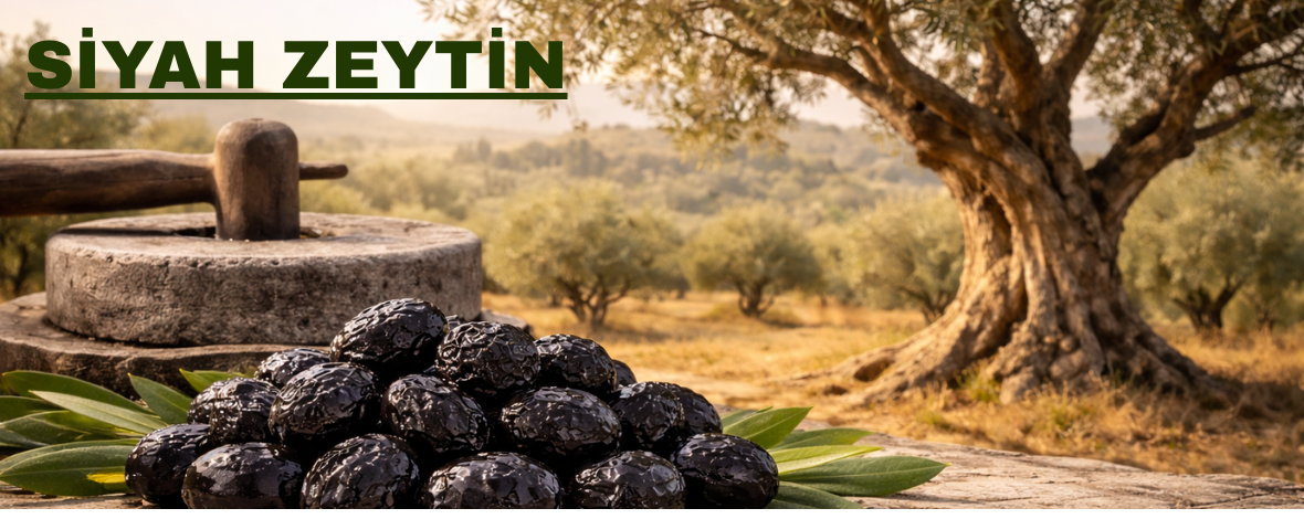 siyah-zeytin