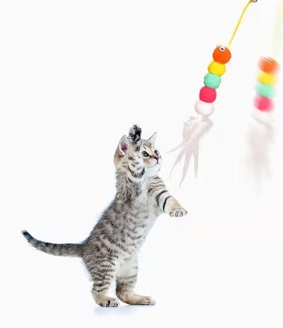 Elastik Yapışkanlı Kedi Oyun Oltası