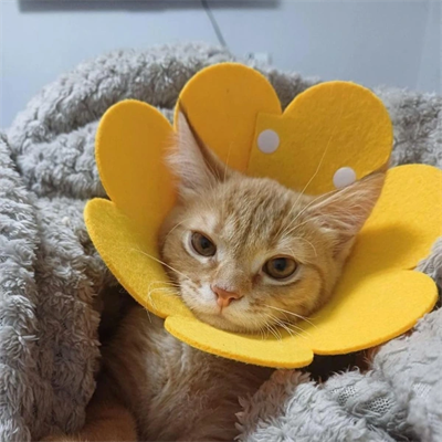 Evcil Hayvan XL Boy Keçe Elizabeth Yakalığı