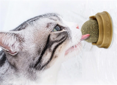 Kedi Otu Oyun Topu