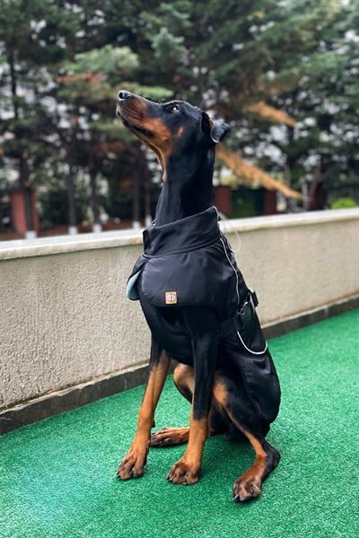 Büyük Irk Köpek Yağmurluğu, Su Geçirmez Orta Ve Büyük Irk Köpek Montu, Siyah