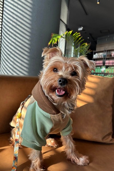 Köpek Kıyafeti, Caramel Köpek Hoodie, Küçük Irk Ve Orta Irk Köpek Kıyafeti