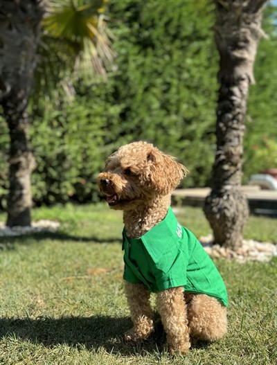 Salya Store Good Vibes- Yeşil Keten Yazlık Köpek Gömleği Küçük Irklar 0-15kg Kk-131