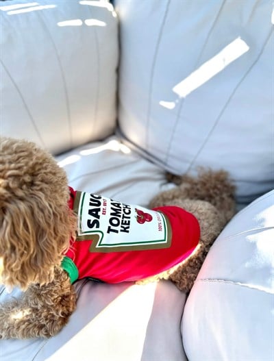 Salya Store Mustard - Ketchup Yazlık Köpek Atlet Kedi,köpek Kıyafeti 