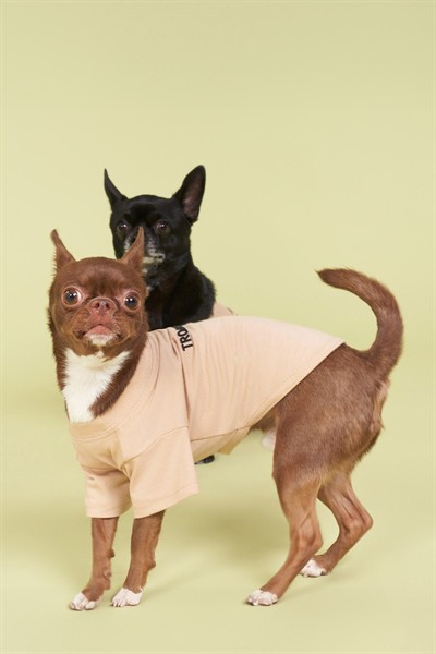 Salya Store Pou Serisi - Vizon 0-30kg Köpek Tshirt
