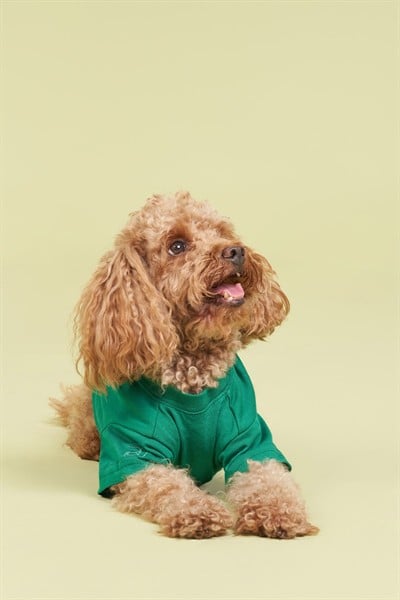 Salya Store Yeni Pou Serisi - Camping 0-30kg Köpek Tshirt Köpek Kıyafeti KK-101