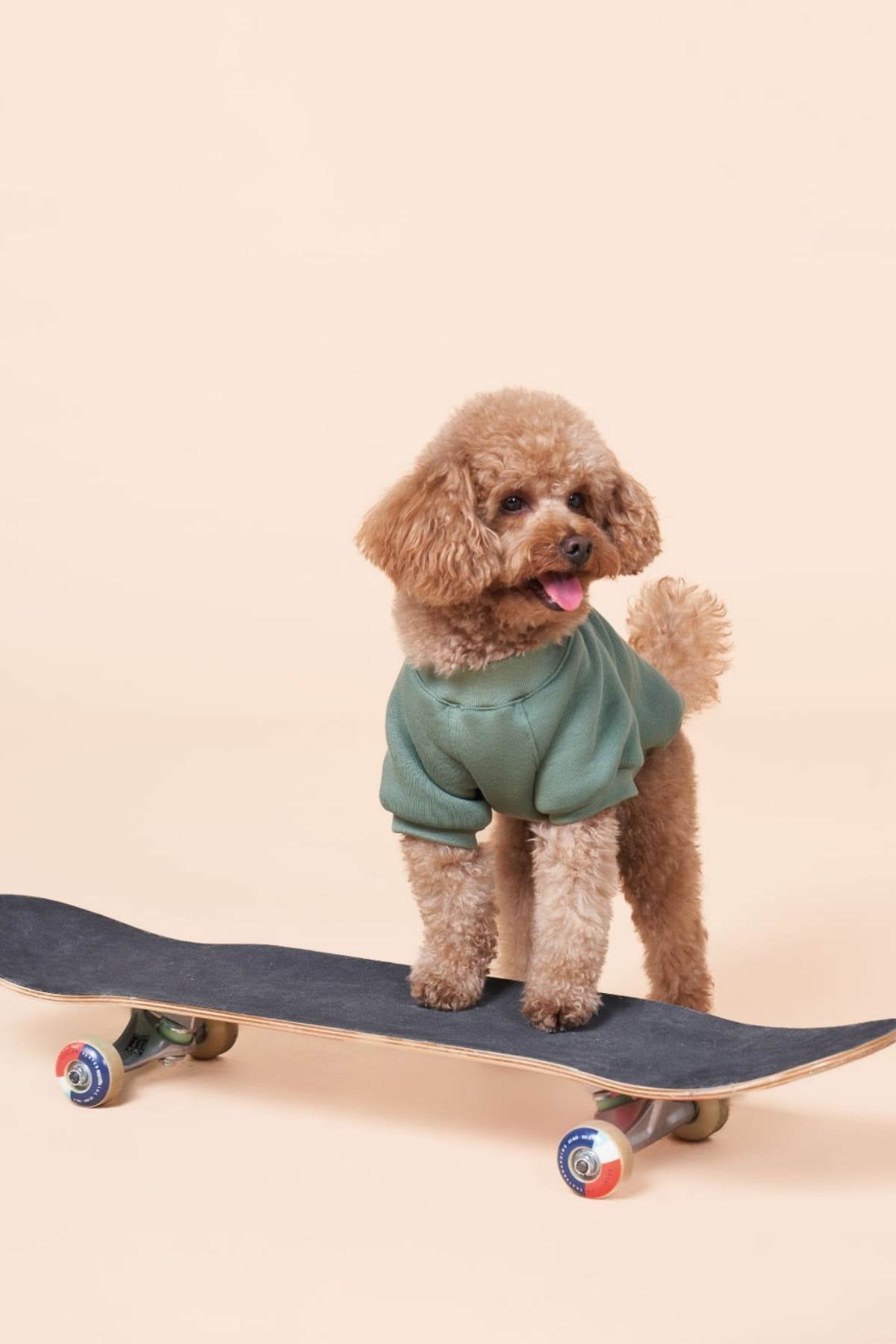 Toy Poodle,Köpek Kıyafetleri,Evcil Hayvan