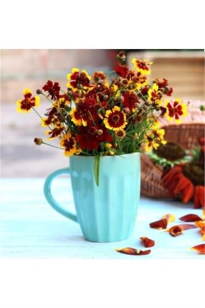 100 Adet Kız Gözü (Coreopsis Tinctoria) Çiçek Tohumu